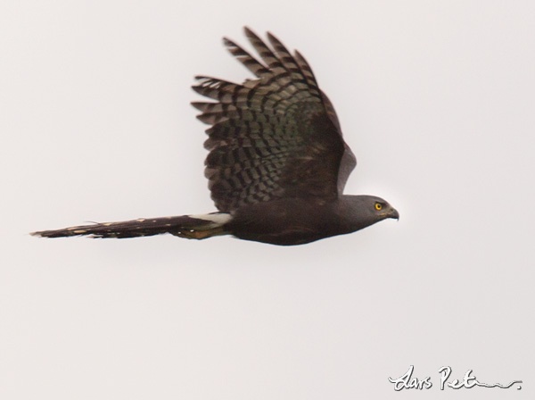 Long-tailed Hawk